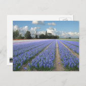 Blue Hyacinth Blume in einem Holland Postkarte (Vorne/Hinten)