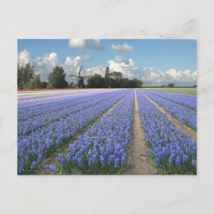 Blue Hyacinth Blume in einem Holland Postkarte