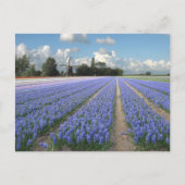 Blue Hyacinth Blume in einem Holland Postkarte (Vorderseite)