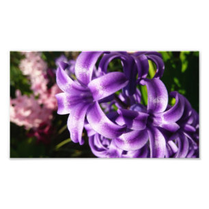 Blue Hyacinth I Spring Floral Fotodruck