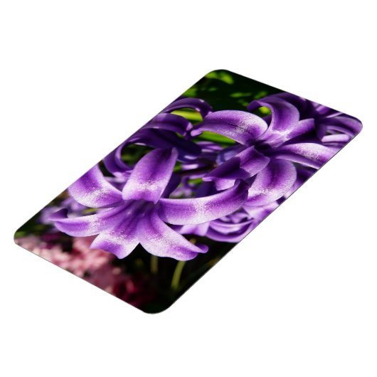 Blue Hyacinth I Spring Floral Magnet (Linke Seite)