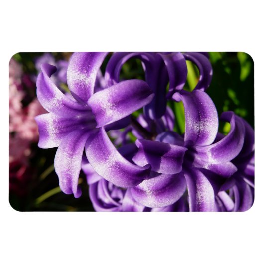 Blue Hyacinth I Spring Floral Magnet (Horizontal)