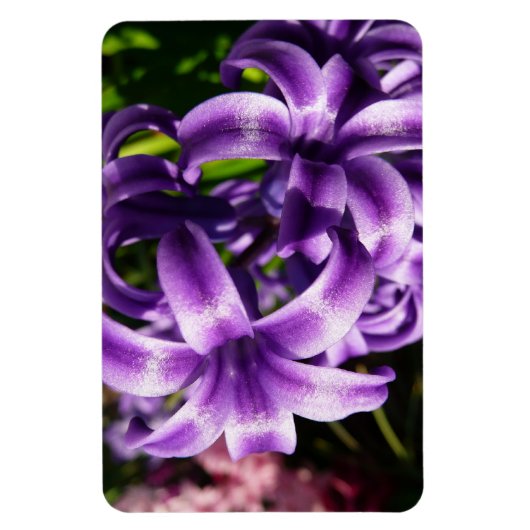 Blue Hyacinth I Spring Floral Magnet (Vertikal)