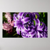 Blue Hyacinth I Spring Floral Poster (Vorne)