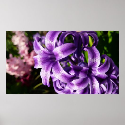 Blue Hyacinth I Spring Floral Poster (Vorne)