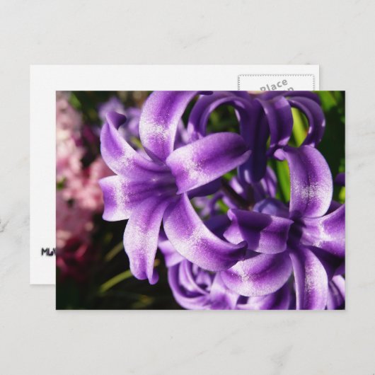 Blue Hyacinth I Spring Floral Postkarte (Vorne/Hinten)