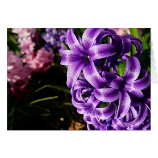 Blue Hyacinth II Spring Floral (Vorderseite (Horizontal))