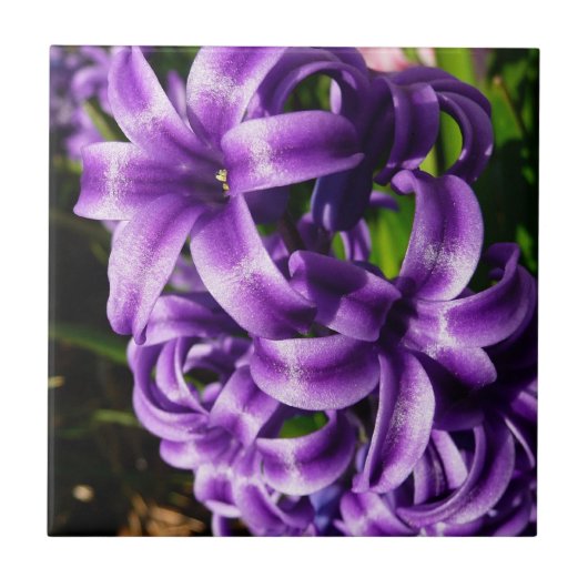 Blue Hyacinth II Spring Floral Fliese (Vorderseite)