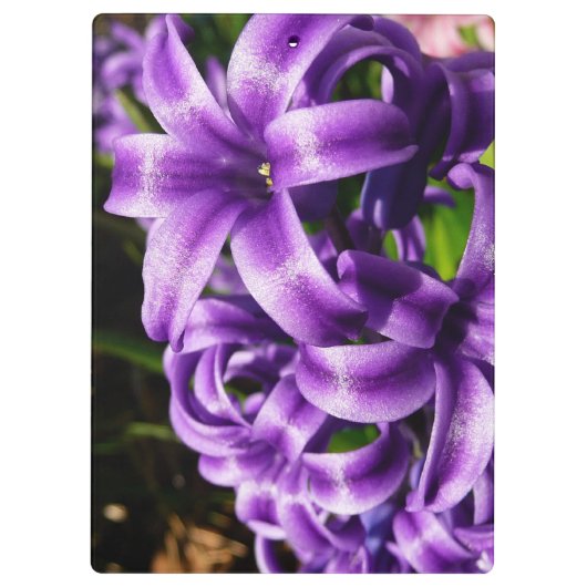 Blue Hyacinth II Spring Floral Klemmbrett (Rückseite)