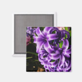 Blue Hyacinth II Spring Floral Magnet (Vorderseite/Rückseite)