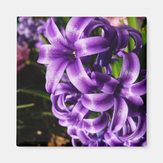 Blue Hyacinth II Spring Floral Magnet (Vorne)