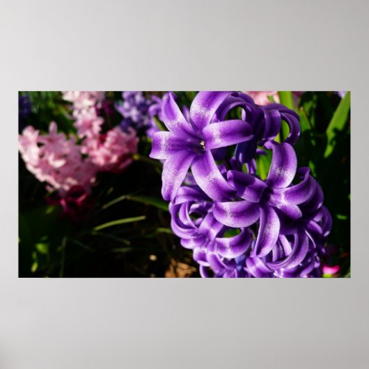 Blue Hyacinth II Spring Floral Poster (Vorne)