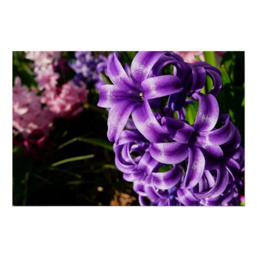 Blue Hyacinth II Spring Floral Poster (Vorderseite)
