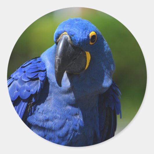 Blue Hyacinth Macaw Classic Round Sticker (Vorderseite)