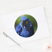 Blue Hyacinth Macaw Classic Round Sticker (Umschlag)