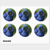 Blue Hyacinth Macaw Classic Round Sticker (Blatt)