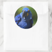 Blue Hyacinth Macaw Classic Round Sticker (Tasche)