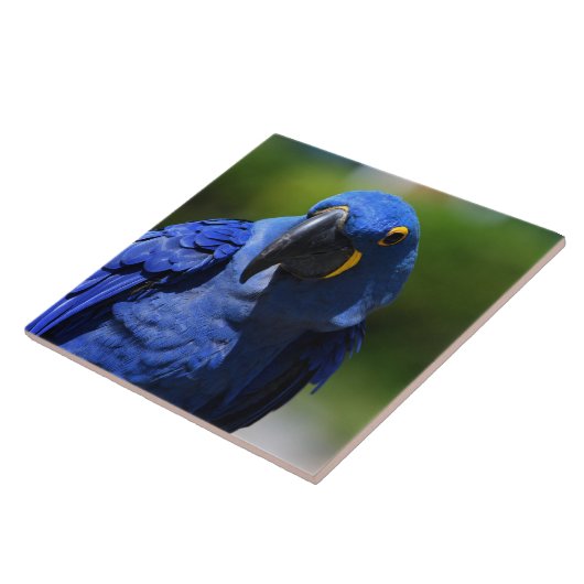 Blue Hyacinth Macaw Fliese (Seite)