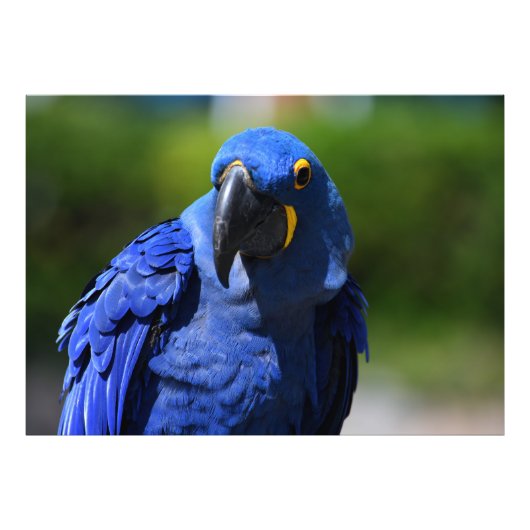 Blue Hyacinth Macaw Fotodruck (Vorne)