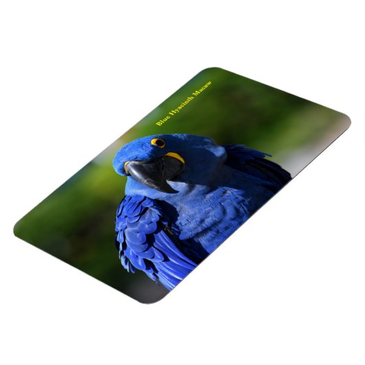 Blue Hyacinth Macaw Magnet (Linke Seite)