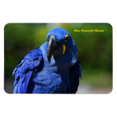 Blue Hyacinth Macaw Magnet (Horizontal)