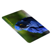 Blue Hyacinth Macaw Magnet (Rechte Seite)
