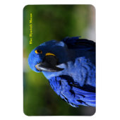Blue Hyacinth Macaw Magnet (Vertikal)