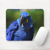 Blue Hyacinth Macaw Mousepad (Mit Mouse)