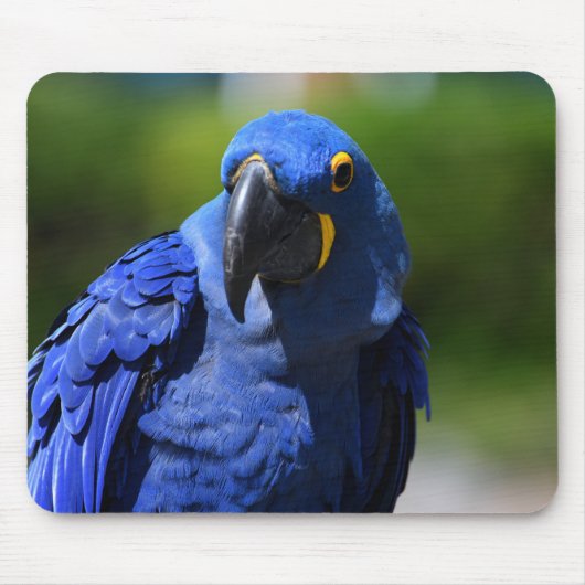 Blue Hyacinth Macaw Mousepad (Vorne)