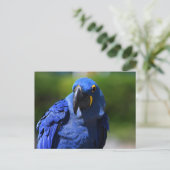 Blue Hyacinth Macaw Postkarte (Stehend Vorderseite)