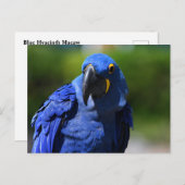 Blue Hyacinth Macaw Postkarte (Vorne/Hinten)