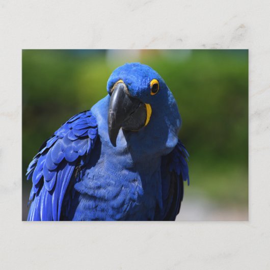 Blue Hyacinth Macaw Postkarte (Vorderseite)
