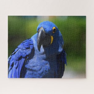 Blue Hyacinth Macaw Puzzle