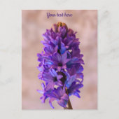 Blue Hyacinth Postcard Postkarte (Vorderseite)