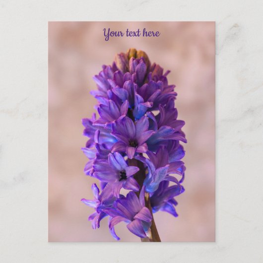 Blue Hyacinth Postcard Postkarte (Vorderseite)