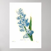 Blue Hyacinth Poster (Vorne)