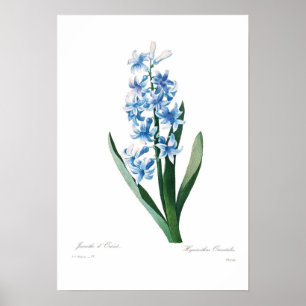 Blue Hyacinth Poster