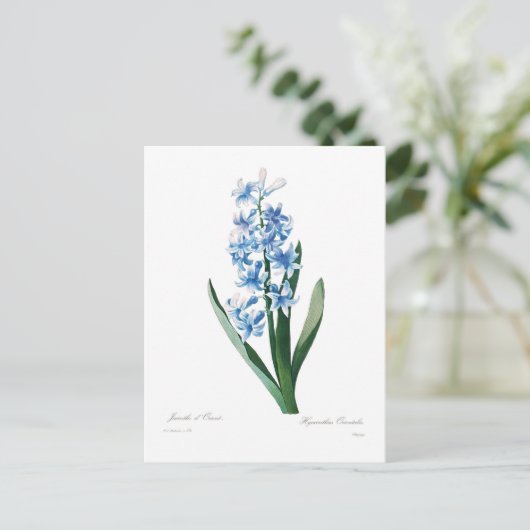 Blue Hyacinth Postkarte (Stehend Vorderseite)