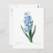 Blue Hyacinth Postkarte (Vorne/Hinten)
