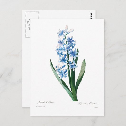 Blue Hyacinth Postkarte (Vorne/Hinten)