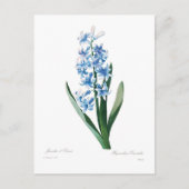Blue Hyacinth Postkarte (Vorderseite)