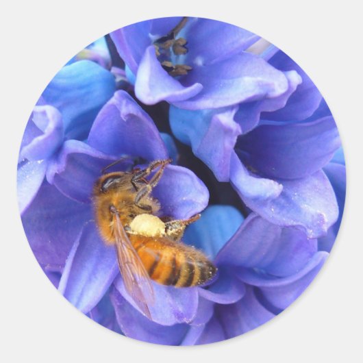 BLUE HYACINTH ~ Stickers (Vorderseite)