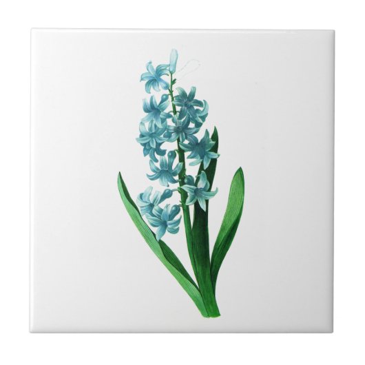 Blue Hyacinth von Pierre Joseph Redoute Fliese (Vorderseite)