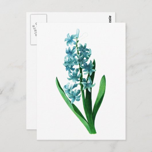 Blue Hyacinth von Pierre Joseph Redoute Postkarte (Vorne/Hinten)