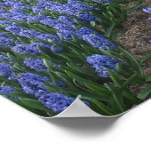 Blue Hyacinths in einem Field Holland Poster (Ecke)