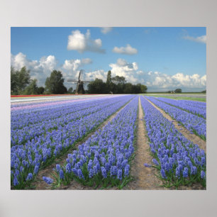 Blue Hyacinths in einem Field Holland Poster