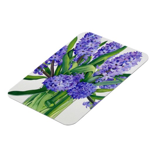 Blue Hyacinths Magnet (Linke Seite)