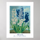 Blue Hyacinths Vintag Botanische Kunst Poster (Vorne)