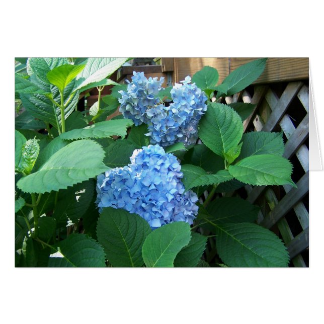 Blue Hydrangea (Vorderseite (Horizontal))