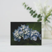 Blue Hydrangea 8514 Postkarte (Stehend Vorderseite)